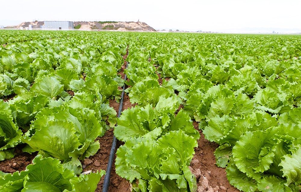 AVA-ASAJA critica la nova normativa sobre nutrició sostenible per augmentar la càrrega burocràtica al camp
