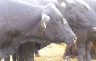 AVA-ASAJA demana extremar la prevenció per a evitar l'arribada de la dermatosis a les granges