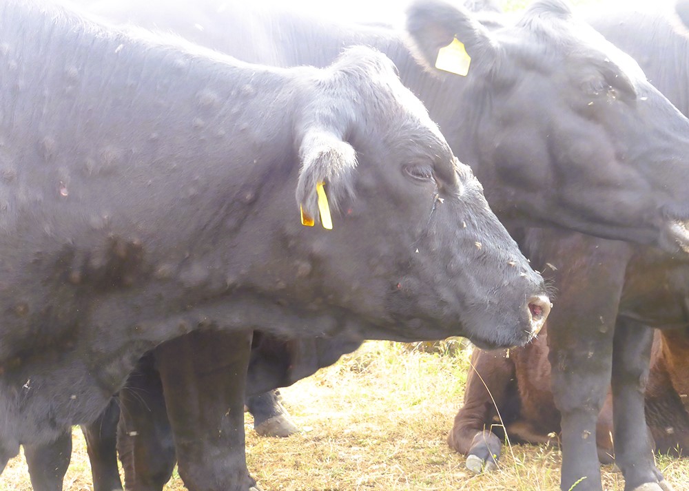 AVA-ASAJA demana extremar la prevenció per a evitar l'arribada de la dermatosis a les granges