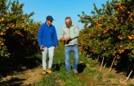 Qualitat, continuïtat i noves finques de cultiu propi: així inicia Benihort la campanya citrícola 2025-26