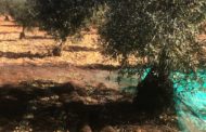 AVA-ASAJA preveu un minvament del 30% en la producció d'olives a València i Castelló