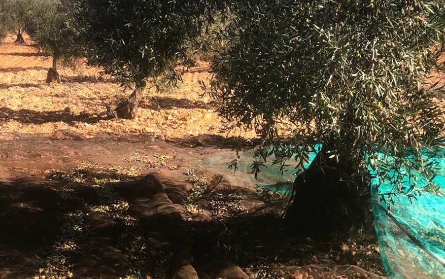 AVA-ASAJA preveu un minvament del 30% en la producció d'olives a València i Castelló