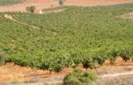 AVA-ASAJA considera «inacceptable» la decisió del Govern de no activar les ajudes a l'olivar i vinya
