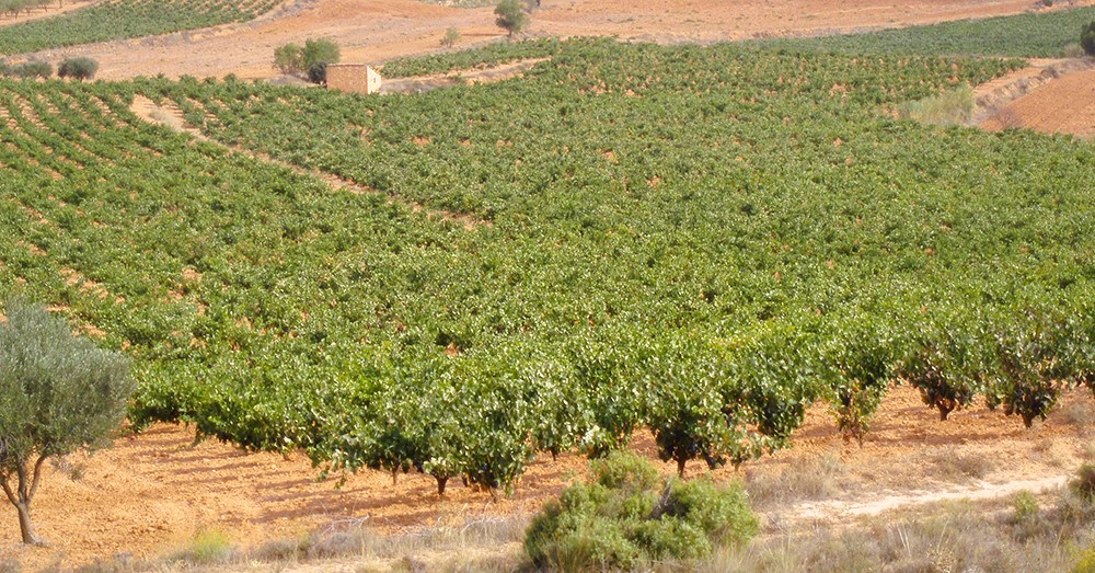 AVA-ASAJA considera «inacceptable» la decisió del Govern de no activar les ajudes a l'olivar i vinya