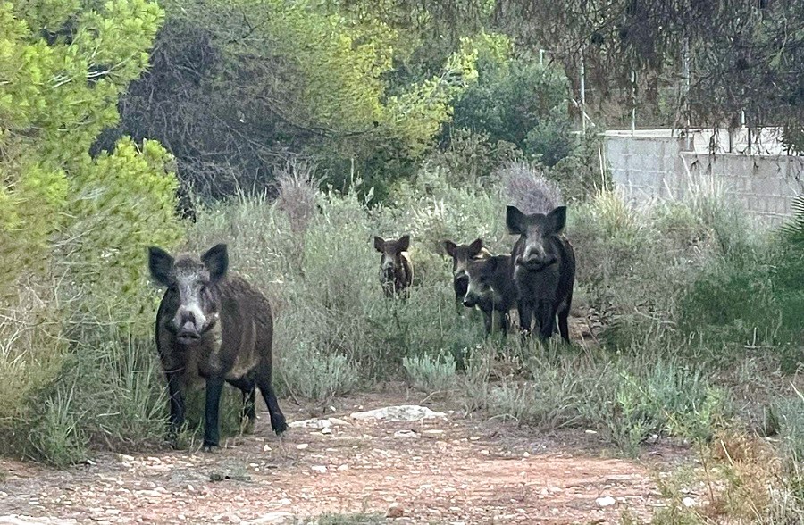 El Consell ratifica les mesures per a combatre la pesta porcina africana i la sobrepoblació de senglars
