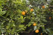 La GVA recorda les mesures de prevenció enfront de la mosca de la fruita durant la campanya citrícola