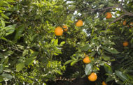 Agricultura recorda les mesures de prevenció enfront de la mosca de la fruita durant la campanya citrícola