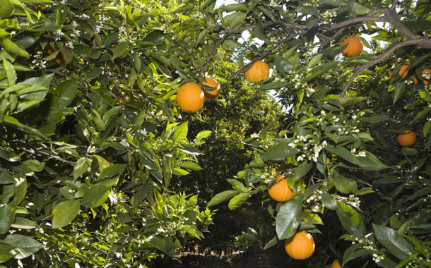 La GVA recorda les mesures de prevenció enfront de la mosca de la fruita durant la campanya citrícola