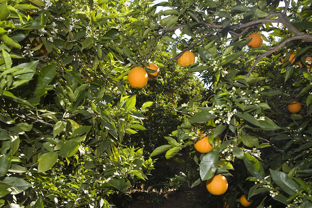 La UE detecta les primeres taronges d'Egipte amb residus i productes fitosanitaris prohibits