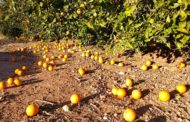 AVA-ASAJA estima més de 30 milions de pèrdues en el camp valencià pel vent