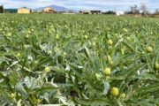 Agricultura amplia en 810.000 euros les ajudes als consells reguladors i òrgans de gestió de figures de QD