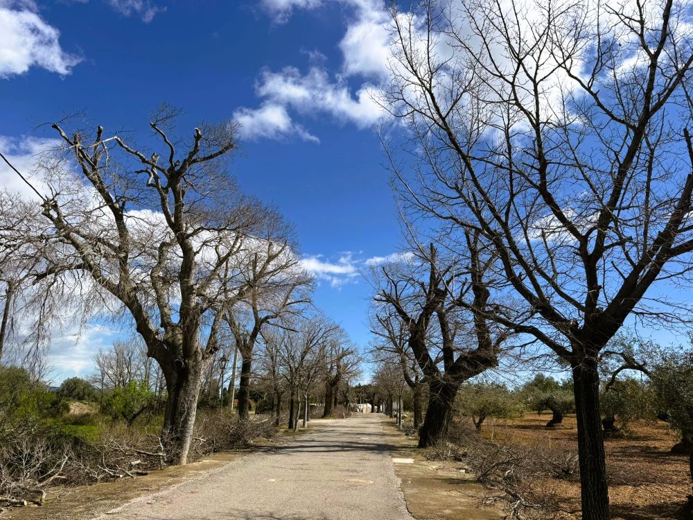 L’Ajuntament de Càlig realitza el manteniment i poda dels arbres del camí al Paratge dels Socors