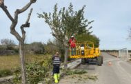 La Brigada Municipal de Càlig realitza manteniment de l’arbrat de la pujada al paratge dels Socors
