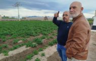 AVA-ASAJA denuncia hortalisses valencianes «ruïnoses per al productor i cares per al consumidor»