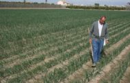 AVA-ASAJA denuncia que el Ministeri deixarà fora a milers d'agricultors de les ajudes a fertilitzants