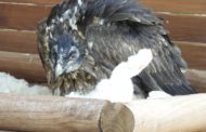 La Generalitat consolida el projecte de reintroducció del crebalòs amb 2 noves cries en la Tinença de Benifassà