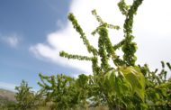 Agricultura col·labora amb l'UJI en el control biològic de la plaga en el cultiu de cirera a Castelló i Alacant