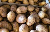 AVA-ASAJA apel·la a consumir patates noves valencianes per la seua millor qualitat i frescor