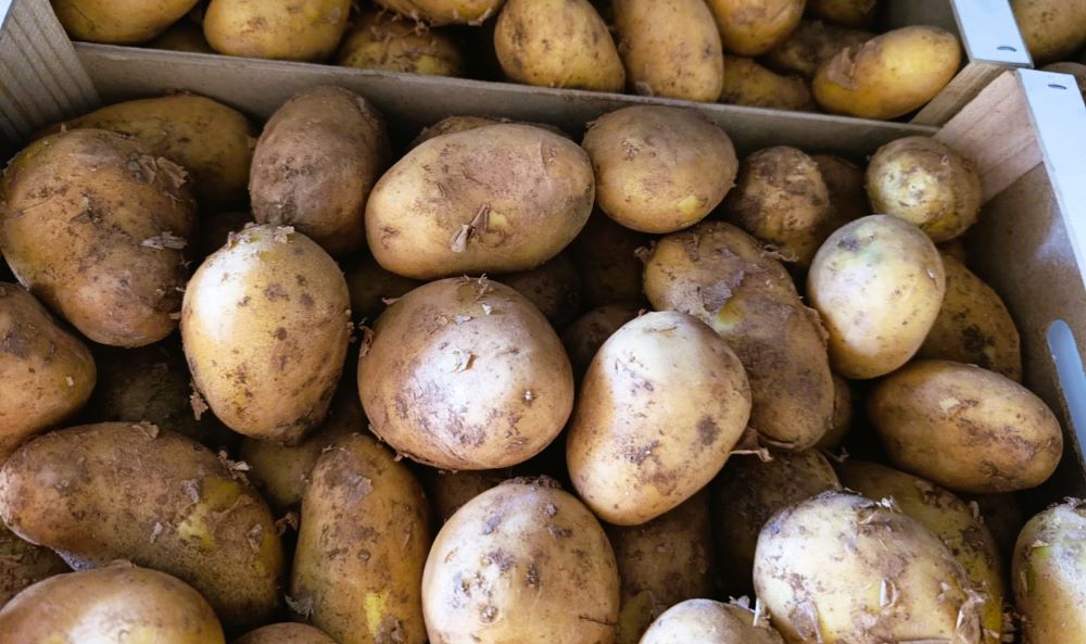 AVA-ASAJA apel·la a consumir patates noves valencianes per la seua millor qualitat i frescor