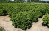 L'onada de calor preocupa al sector agrari per la caiguda de fruits, les plagues i els sobrecostos