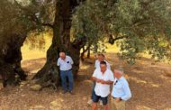 Barrachina reivindica les oliveres mil·lenàries de Castelló com a motor de futur per al món rural