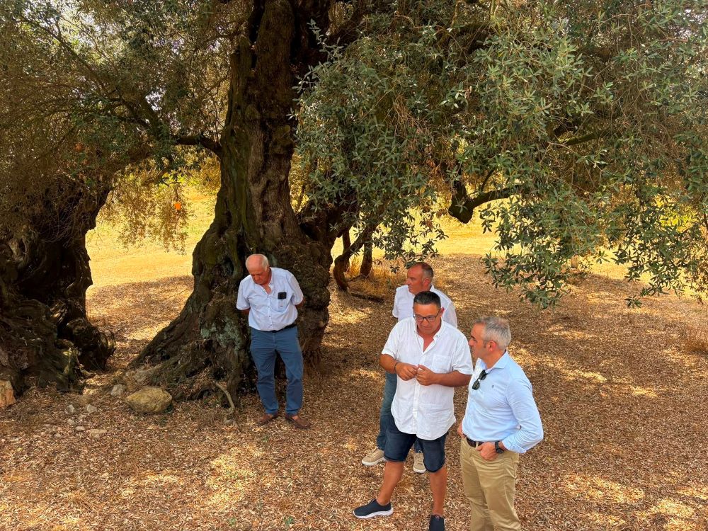 Barrachina reivindica les oliveres mil·lenàries de Castelló com a motor de futur per al món rural