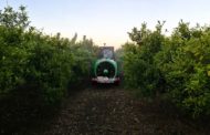 Agricultura destina 11 milions d'euros al control de la mosca de la fruita