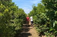 La Comunitat Valenciana lidera l'envelliment agrari amb un 48% majors de 65 anys