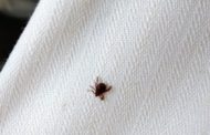 AVA-ASAJA alerta que la plaga de caparres ja impedix treballar en alguns camps i provoca hospitalitzacions