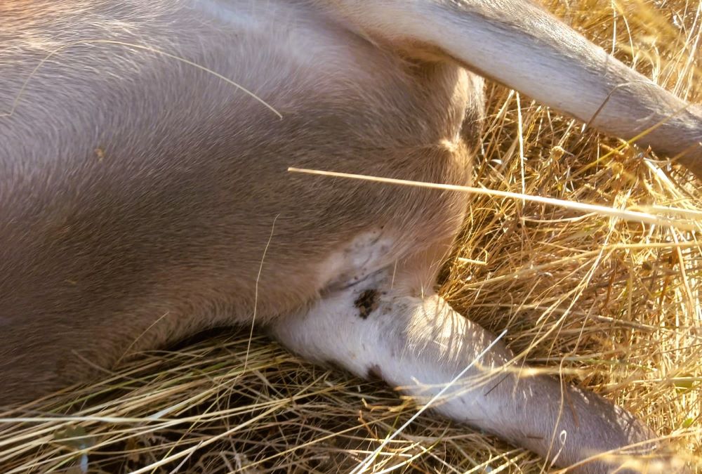 AVA-ASAJA alerta del «problema de salut pública» de les caparres en el camp