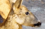 AVA-ASAJA alerta de l'augment de les picades de la mosca borriquera a Castelló