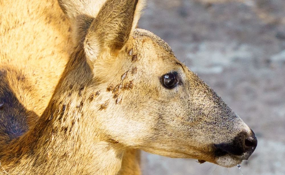 AVA-ASAJA alerta de l'augment de les picades de la mosca borriquera a Castelló
