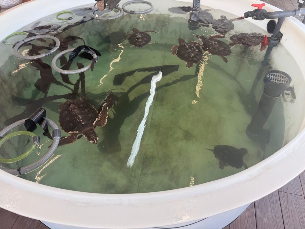 Alcossebre acollirà la solta de cinc tortugues marines nascudes a la platja del Carregador
