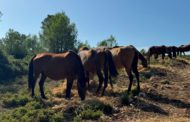 La GVA augmenta fins als 500.000 euros les ajudes a la ramaderia extensiva per a la prevenció d'incendis