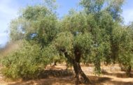 LA UNIÓ: «La caiguda del preu de l'oli amenaça la rendibilitat de l'olivar abans de començar la recol·lecció»