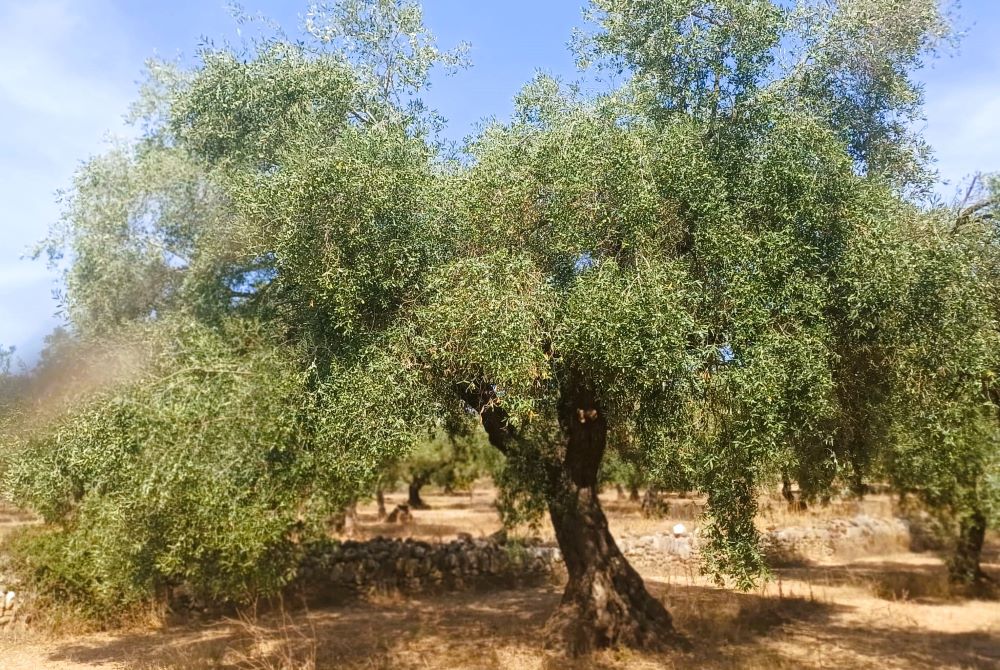 LA UNIÓ: «La caiguda del preu de l'oli amenaça la rendibilitat de l'olivar abans de començar la recol·lecció»