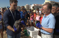 SOLTA DE TORTUGUES A LA PLATJA EL CARREGADOR D'ALCOSSEBRE 25-09-2026