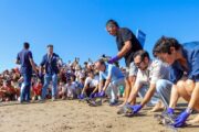 La Fundación Azul Marino retorna a la mar 5 tortugues bobes nascudes a la platja del Carregador d'Alcossebre