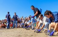 La Fundación Azul Marino retorna a la mar cinc tortugues bobes nascudes fa un any a la platja del Carregador d'Alcossebre