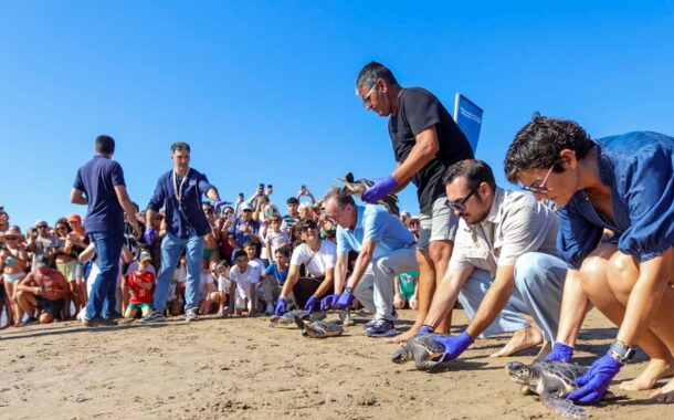 La Fundación Azul Marino retorna a la mar 5 tortugues bobes nascudes a la platja del Carregador d'Alcossebre