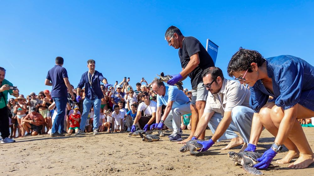 La Fundación Azul Marino retorna a la mar 5 tortugues bobes nascudes a la platja del Carregador d'Alcossebre