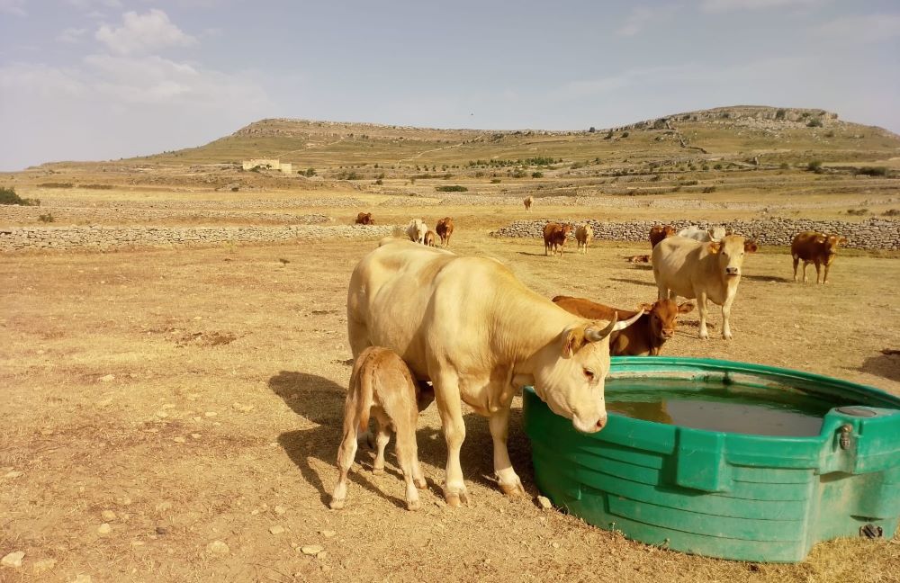 AVA-ASAJA demana mesures per les pèrdues agràries causades per la sequera a l'interior