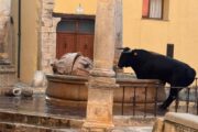 VOX exigix a l'alcaldessa de Sant Mateu que protegisca la Font de Sta. Maria després que un bou la trencara