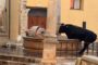 VOX exigix a l'alcaldessa de Sant Mateu que protegisca la Font de Sta. Maria després que un bou la trencara