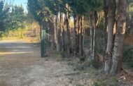 Santa Magdalena desbrossa la interfície urbana per a previndre riscos forestals