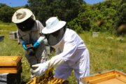 LA UNIÓ alerta d'un minvament de més del 40% en la producció de mel per la sequera i l'abellerol