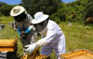 LA UNIÓ alerta d'un minvament de més del 40% en la producció de mel per la sequera i l'abellerol