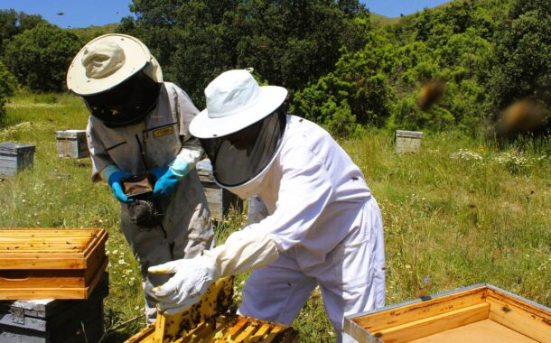 LA UNIÓ alerta d'un minvament de més del 40% en la producció de mel per la sequera i l'abellerol