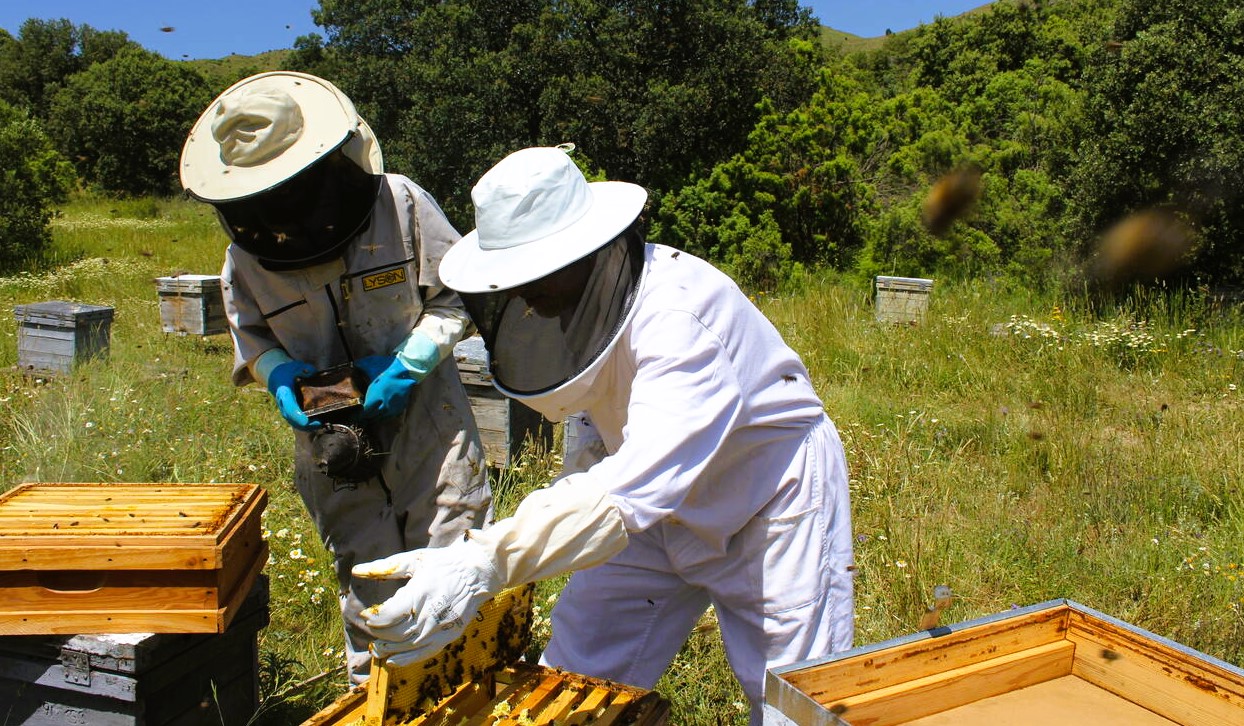 LA UNIÓ alerta d'un minvament de més del 40% en la producció de mel per la sequera i l'abellerol