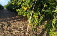 ASAJA sol·licita a la CE activar la clàusula de salvaguarda per les mandarines de Sud-àfrica